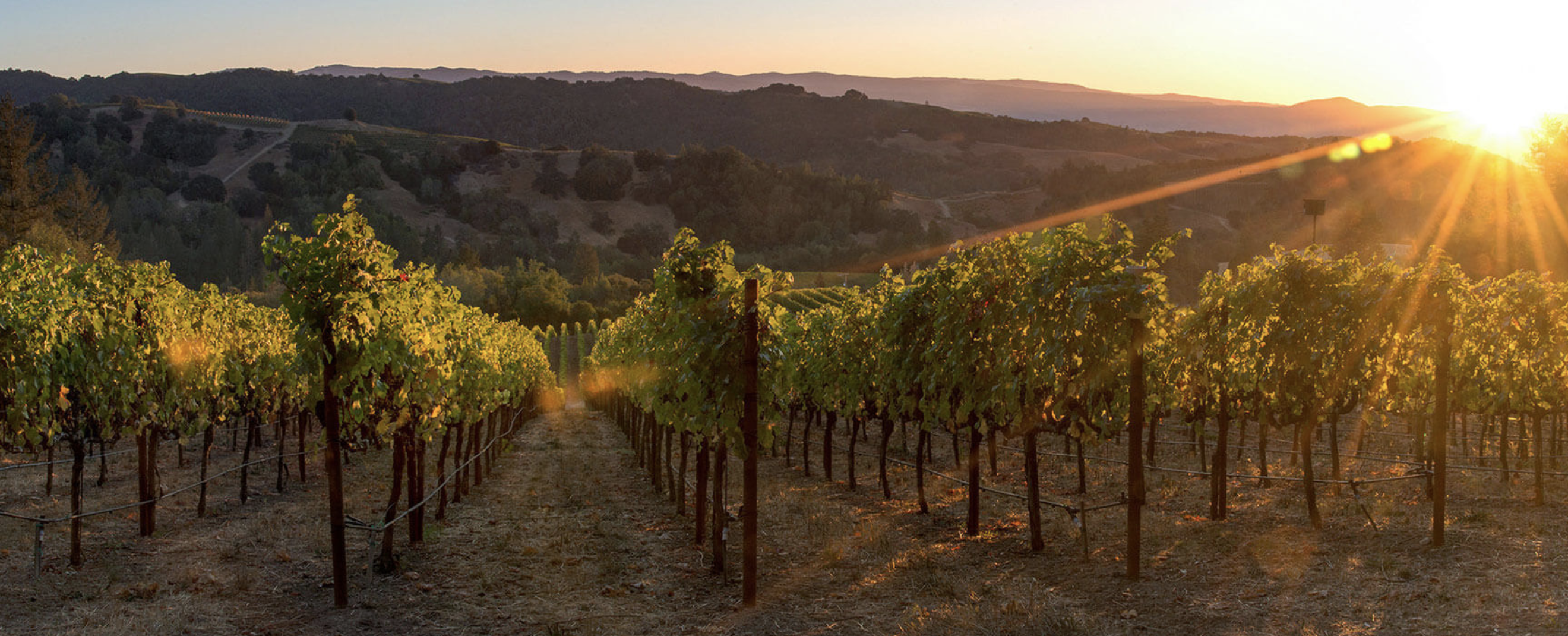 Napa Valley Vineyard